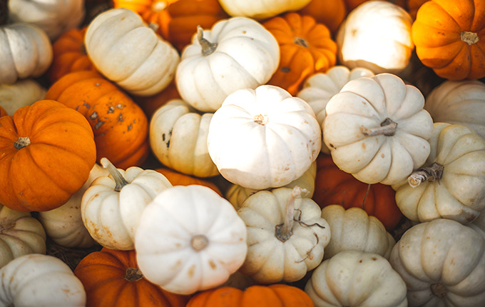 Decorative Pumpkins