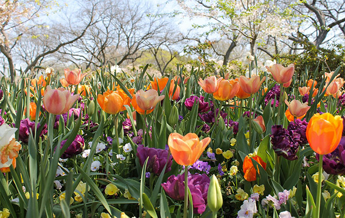 Flowers at a Botanical Garden