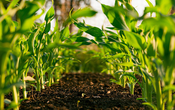 Wachsende Gartenpflanzen