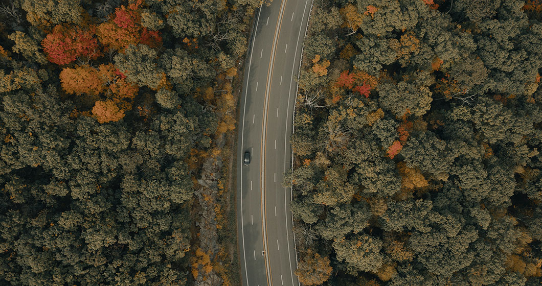 Roadtrip-Wald