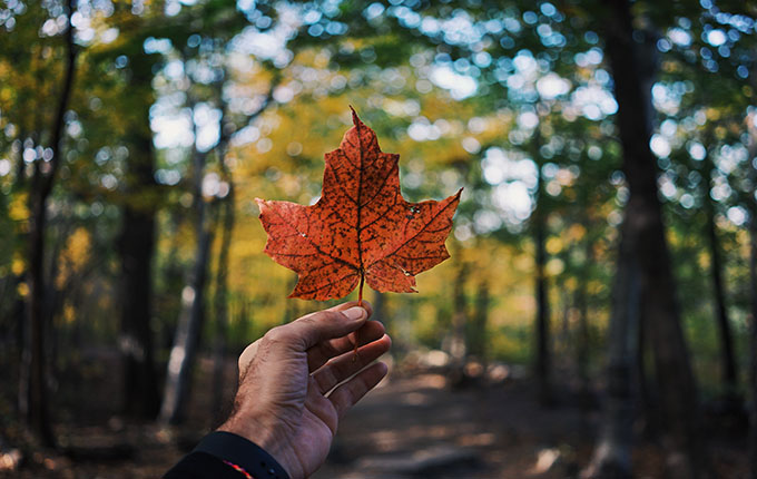 Camping Maple Leaf