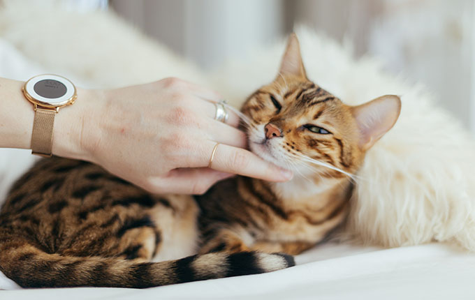 Image of cat being pet