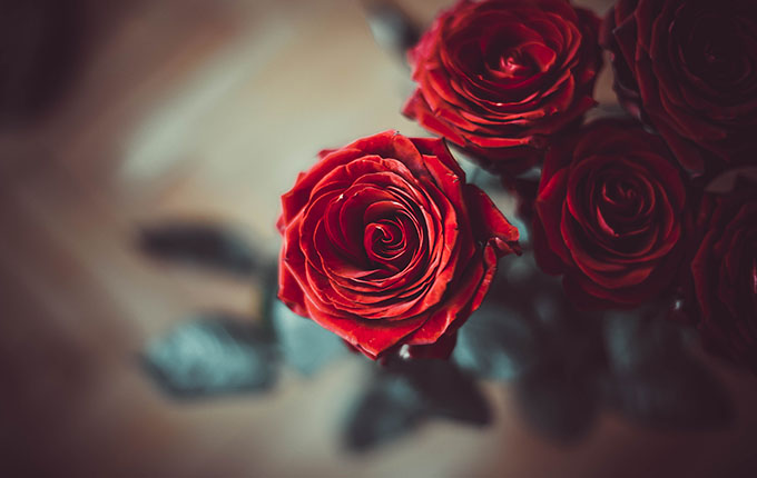 Image des roses