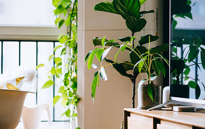 Plants around a home