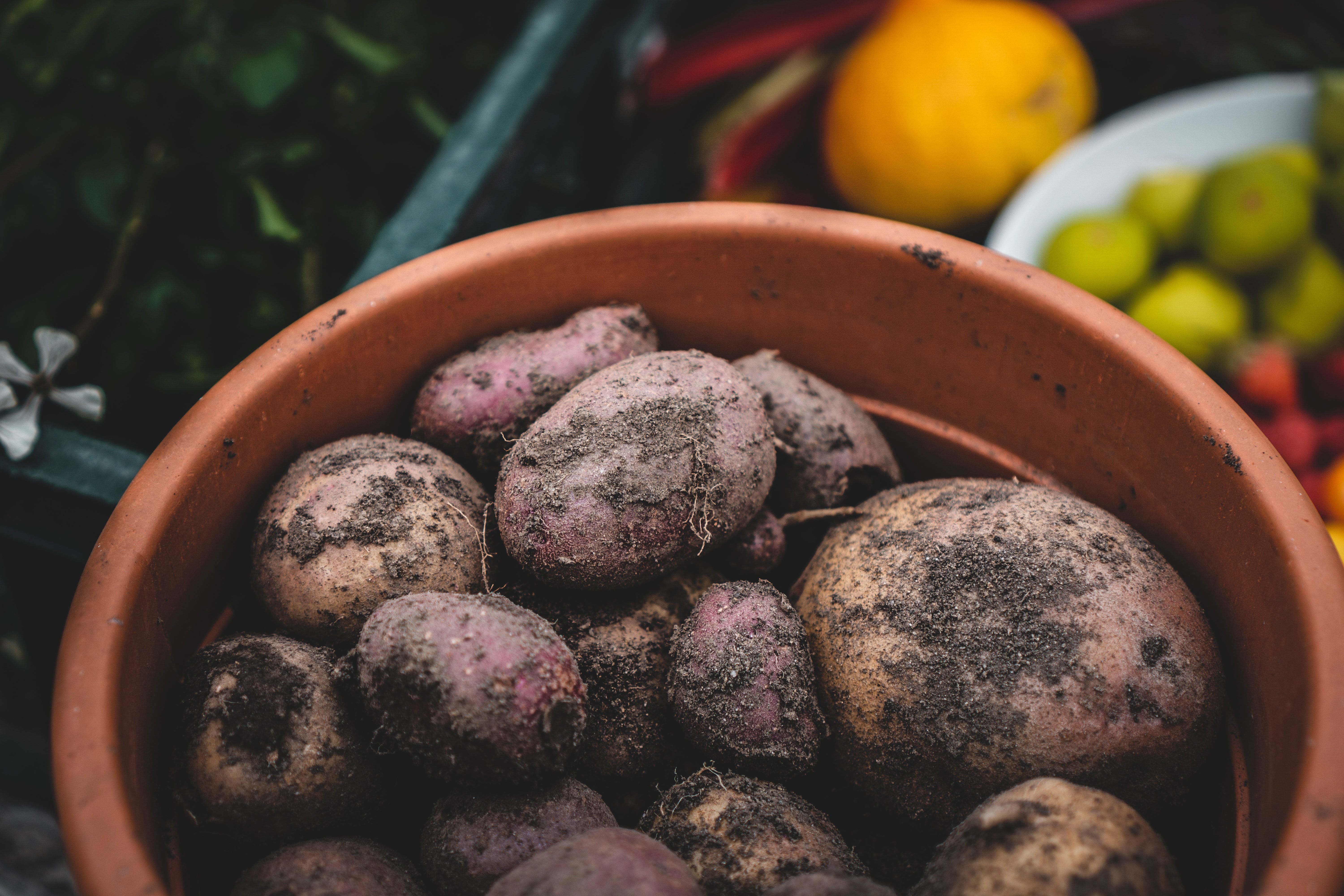 Image of dirt & potatoes